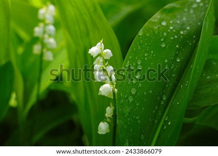Spring lily of the valley flowers and green leaves with dew drops in springtime