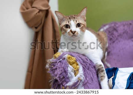 cats scratch furniture, scratch at the corner of the couch, and look at the camera. Royalty-Free Stock Photo #2433867915