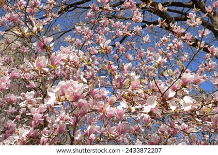 Magnolia soulangeana (Magnolia denudata - Magnolia liliiflora), saucer magnolia, in Central Park, New York City. Spring sunny day