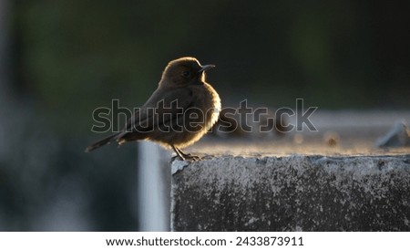 Asian Birds Collection, multiple images of various birds. Royalty-Free Stock Photo #2433873911