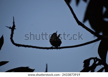 Asian Birds Collection, multiple images of various birds. Royalty-Free Stock Photo #2433873919