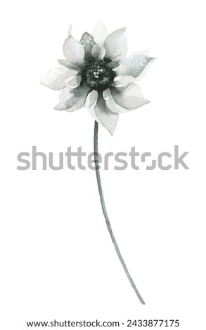 Watercolor painted floral delicate black and gray wild sunflower blossom. Hand drawn illustration. Traced vector watercolour clipart drawing.