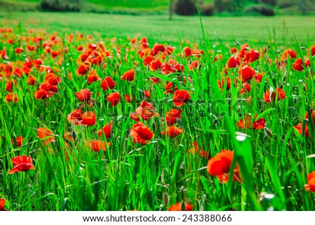 Meadow with beautiful bright red poppy flowers in spring 