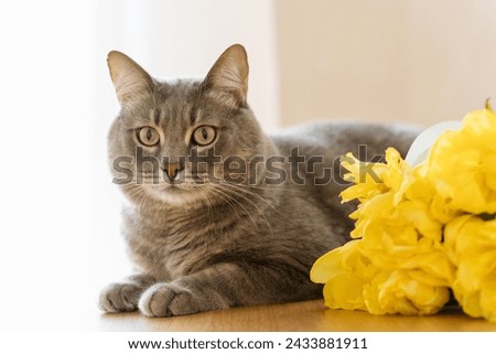 a domestic cat lies like a sphinx next to a bouquet of yellow tulips. High quality photo