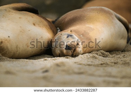 A SEAL LION SLEEPING NEXT TO A FRIEND ON A SANDY SPOT ON THE BEACH AT THE LA JOLLA COVE WITH A PEACEFUL LOOK IN ITS FACE NEAR SAN DIEGO CALIFORNIA