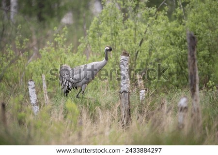 Crane in the grass against the background of green spring bushes