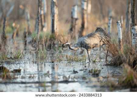 A crane feeding in a swamp with warm colors