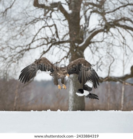 A flying old white tailed eagle chases a magpie in a winter scenery