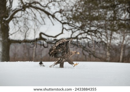 A white tailed eagle with spread wings walking on the snow under a beautiful old oak tree watched by a magpie