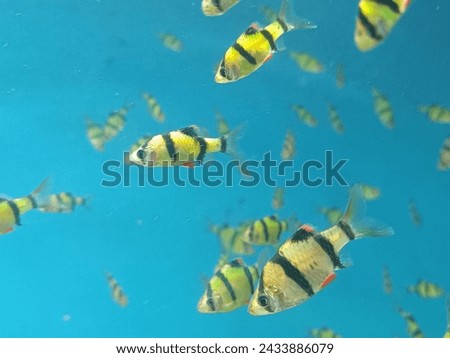 Close-up shot of exotic fish swimming in fresh water at tank in aquarium