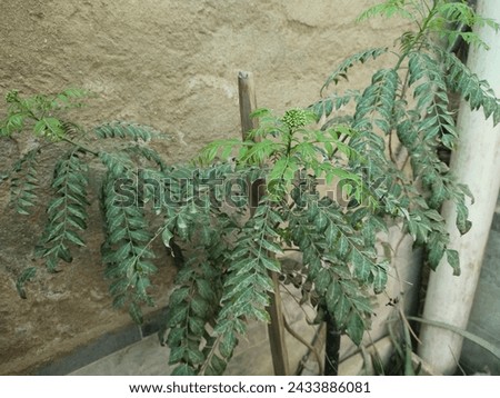 Curry leav plant with seed very bushy