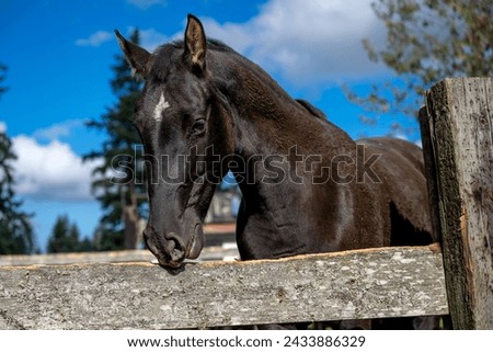 A BEAUTIFUL BLACK HORSE WITH A WHITE SPOT ON ITS HEAD AND ITS NOSE TOUCHING A FENCE OARD WITH A NICE BLUE SKY AND A BRIGHT EYE IN SPANAWAY WASHINGTON