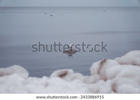 Latvia.  Jurmala  Baltic Sea.  Seagull Royalty-Free Stock Photo #2433886915