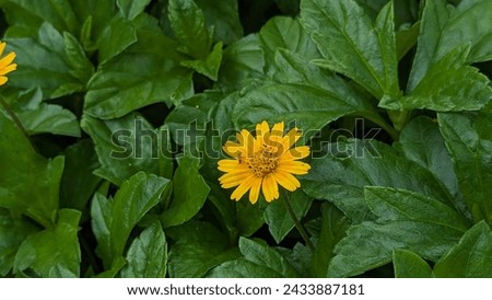 This is the picture of wedelia flower. Which is majorly found in gardens nowadays.