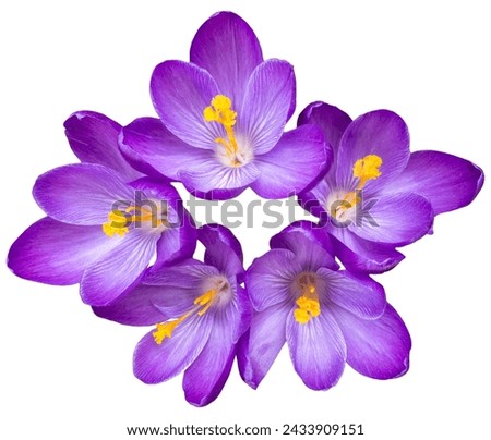 Group of five beautiful violett, white and yellow colored crocus blossoms, close up, isolated picture, transparent background