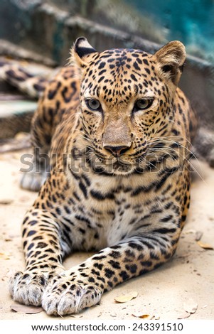 Panther close up