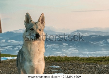 A Czechoslovakian Wolfdog stands serene against the golden sunset enveloping the tranquil, rolling hills of the landscape.