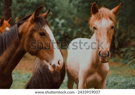 Group of horses in a green Argentine landscape with a magical atmosphere