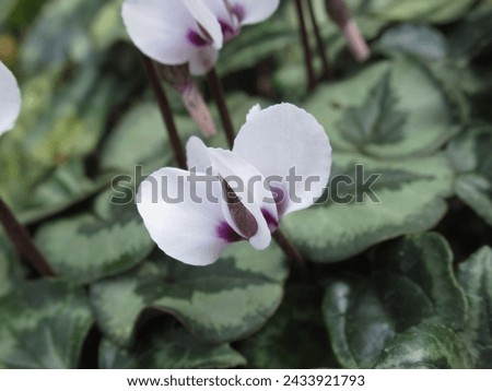 Close-up of white Cyclamen flowers. Delicate blooms ideal for floral backgrounds or botanical illustrations
