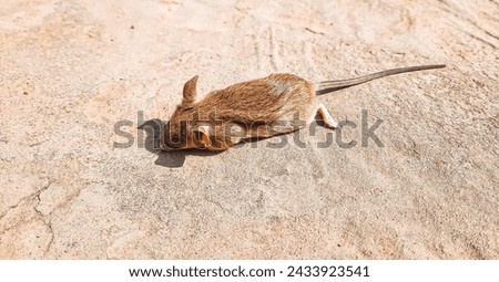The tiny mouse shown in this picture.Their small, furry bodies contrast against the cool, smooth surface of the floor.