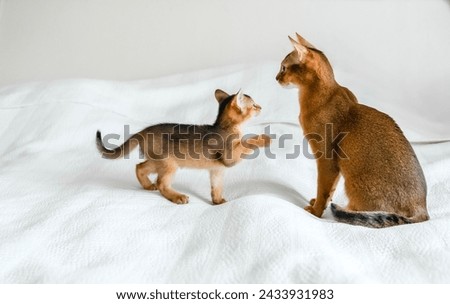 Mom adult cat, small little newborn kitty. Wild-colored kitten of Abyssinian cat breed on soft white blanket playing in bed. Funny fur fluffy family at home. Cute pretty brown red pet pussycat. Royalty-Free Stock Photo #2433931983