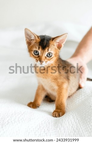 Small little newborn kitty, wild-colored kittens of Abyssinian cat breed lie, sleep sweetly on soft white blanket in bed. Funny fur fluffy kitty at home. Cute pretty brown red pet pussycat, blue eyes. Royalty-Free Stock Photo #2433931999
