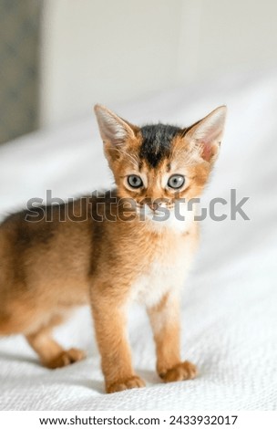 Small little newborn kitty, wild-colored kittens of Abyssinian cat breed lie, sleep sweetly on soft white blanket in bed. Funny fur fluffy kitty at home. Cute pretty brown red pet pussycat, blue eyes. Royalty-Free Stock Photo #2433932017