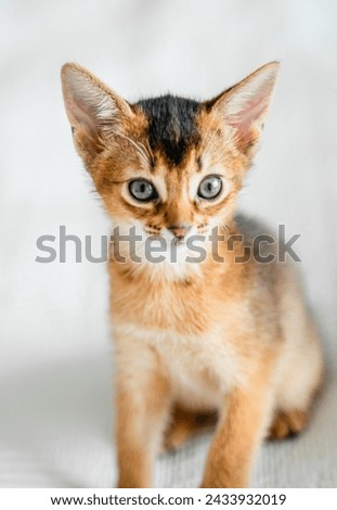 Small little newborn kitty, wild-colored kittens of Abyssinian cat breed lie, sleep sweetly on soft white blanket in bed. Funny fur fluffy kitty at home. Cute pretty brown red pet pussycat, blue eyes. Royalty-Free Stock Photo #2433932019