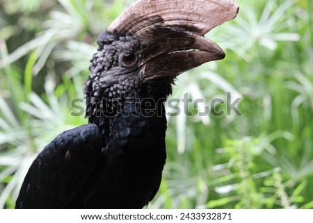 this picture is a portrait of a Silvery-cheeked hornbill bird in its natural environment in South Africa