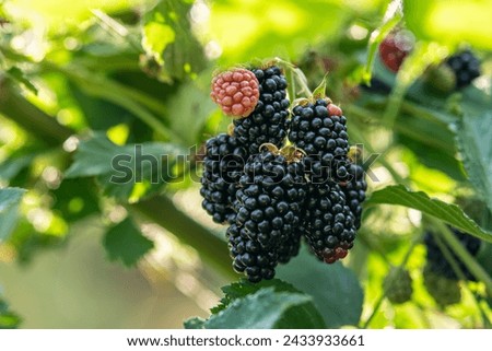 ripe blackberry fruits in the garden or forest Royalty-Free Stock Photo #2433933661