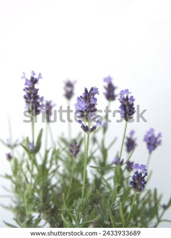 Stem of Lavender, Lavandula angustifolia, Lavandula officinalis , on white background Royalty-Free Stock Photo #2433933689