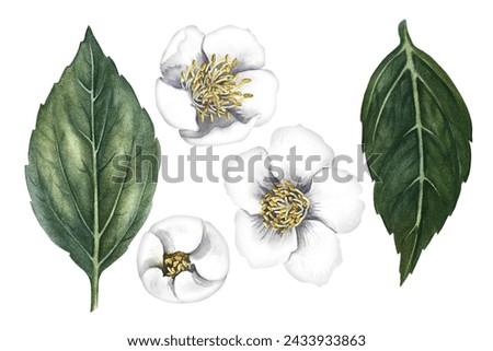 A set of jasmine flowers with leaves. Spring blooming perfume jasmine. Hand-drawn watercolor illustration. Highlight it. An element for the design of packaging, postcards and label. For banner, flyer.