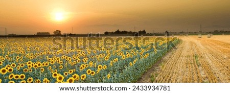 Golden Glow: Sunset Over Emporda's Sunflower Field with Lens Flare in 4K Ultra HD