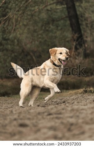 Portrait of a cute Labrador Retriever dog running in the forest.