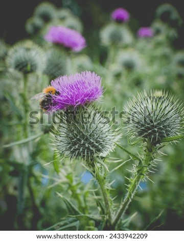 Bumblebee on a thistle flower