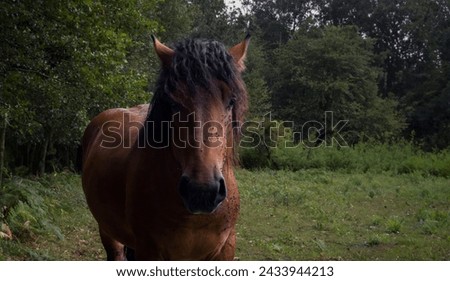 Close-up of a horse with flies. 1