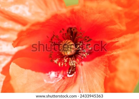 Poppy flower, close-up, macro, selective focus. Beautiful background blur