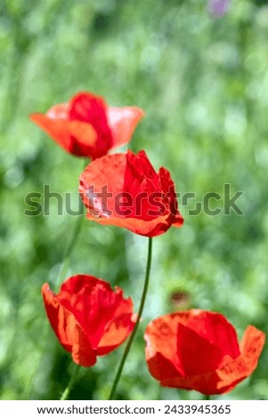 Red field poppies on a sunny May day, selective focus. Beautiful blur of green background.