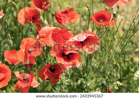 Beautiful blooming poppies on a green blurred background. Selective focus.