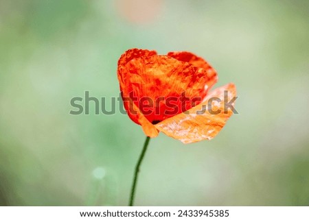 Beautiful poppy flower on a green blurred background. Selective focus.
