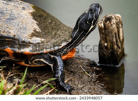 Mud Turtle pops out of the shell Royalty-Free Stock Photo #2433948057