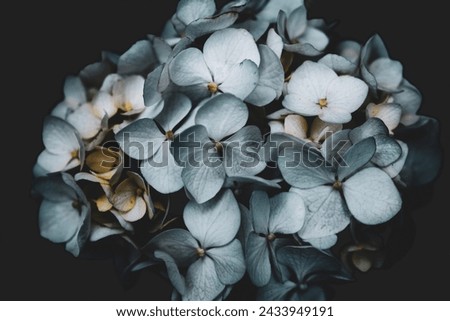 Hydrangea flower on a dark background close-up, soft selective focus. Delicate floral background, toned