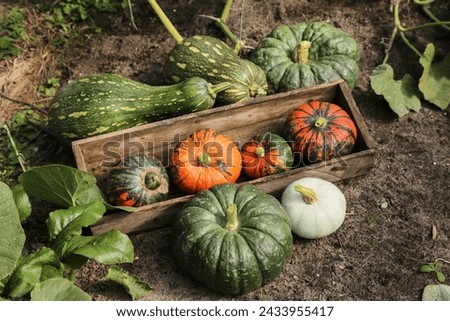 Pumpkin harvest in garden. Freshly harvested orange and green pumpkins on garden bed in wooden box on soil ground close up