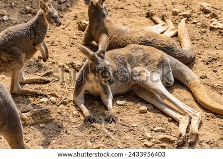 kangaroo lies on the sand