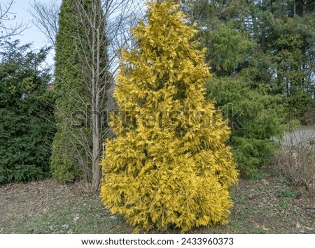 Yellow young shoots thuja occidentalis growing in garden. Evergreen coniferous tree twigs of western thuja salland. Nature concept for design family cupressaceae. Yellow-green foliage on branch. Royalty-Free Stock Photo #2433960373