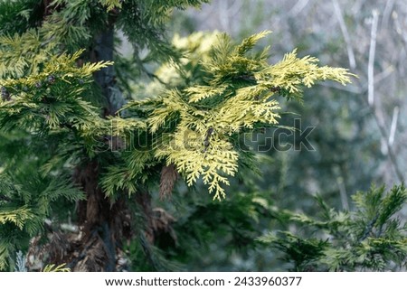 Yellow young shoots thuja occidentalis growing in garden. Evergreen coniferous tree twigs of western thuja salland. Nature concept for design family cupressaceae. Yellow-green foliage on branch. Royalty-Free Stock Photo #2433960377