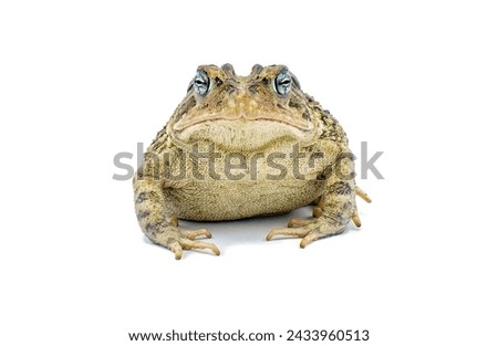 toad isolated on white background.  Southern toad - Anaxyrus terrestris - front view showing cranial knobs which distinguish from other common toads in Florida and southeast United States 