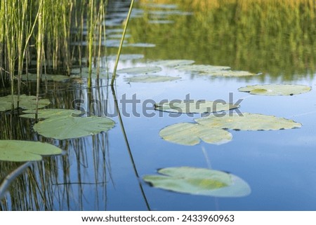 Water lily leaves on the surface of the lake in the summer