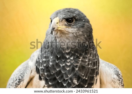 
Close-up photo of a gray eagle