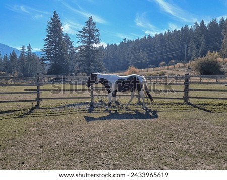 Paint Horse Mare Trotting Facing Left with Space for Text in Round Pen